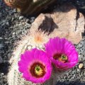 Echinocereus baileyi, *1^