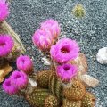Echinocereus baileyi, DJF1308, *1^