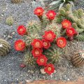 Echinocereus coccineus, SB747, *1^