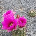 Echinicereus fendleri, Sierra Co., NM, SB51, *2^