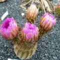 Echinocereus oklahomensis, HK1844, *2^