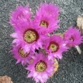 Echinocereus reichenbachii, *1^
