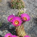Echinocereus reichenbachii Minor, *1^