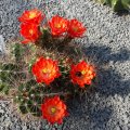 Echinocereus coccineus, *1^